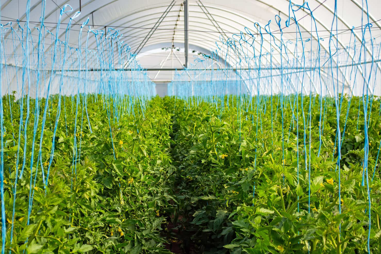 tomatoes_hang_bushes_polycarbonate_greenhouse.jpg